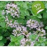 Origanum vulgare