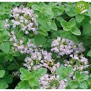 Origanum vulgare