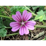 Malva silvestris seeds