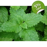 Melissa officinalis seeds