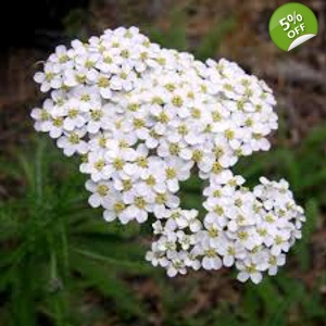 Achillea millefolium "PROA"