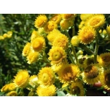HELICHRYSUM BRACTEATUM