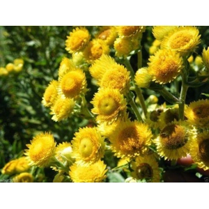 HELICHRYSUM BRACTEATUM