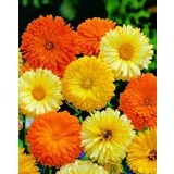 Calendula Mixed seeds