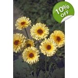 Calendula Lemon seeds