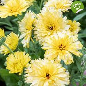 Calendula Cream seeds