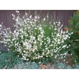 Gaura lindheimeri, price per 100g