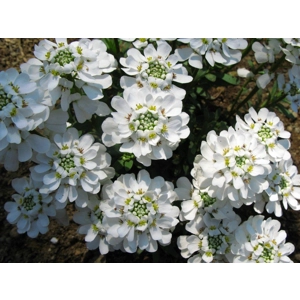 Iberis amara hyacinth flowered Empress, price per kilo