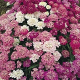 Iberis umbellata mixed, price per kilo