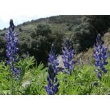 Lupinus angustifolius blue, price per ..