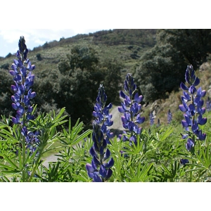 Lupinus angustifolius blue, price per kilo