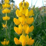 Lupinus luteus golden yellow, price pe..