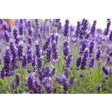 Lavandula angustifolia vera True laven..