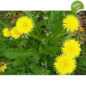 Taraxacum officinalis seeds