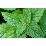 Catnip, Catmint, Nepeta cataria seeds