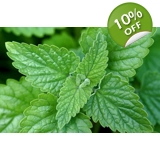 Catnip, Catmint, Nepeta cataria seeds