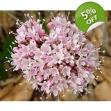 Valeriana officinalis seeds