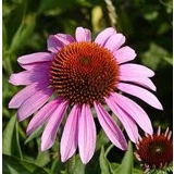 Echinacea purpurea seeds