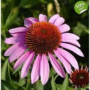 Echinacea purpurea seeds