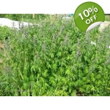 Motherwort quinquelobate seeds