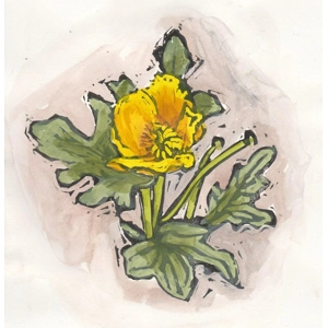Yellow Horned Poppy, hand-painted original linoprint.