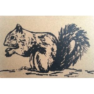 SQUIRREL cards X 10
