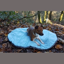 Henry Wag Alpine Travel..