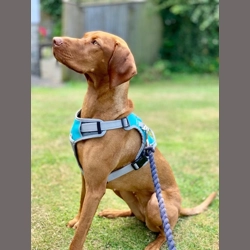 Henry Wag Dog Travel Harness