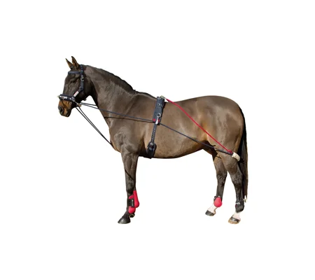 Whitaker Training System
