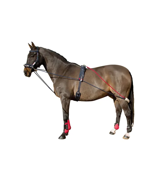 Whitaker Training System