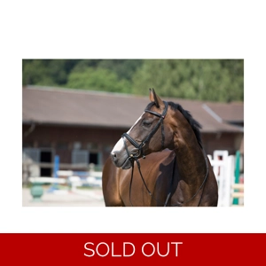 Kieffer Ultrasoft Snaffle Bridle