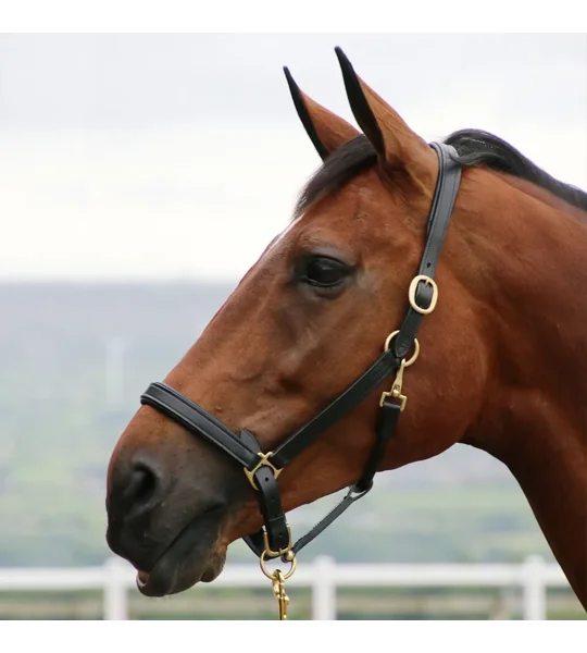 Coldstream Leather Padded Head Collar Brown