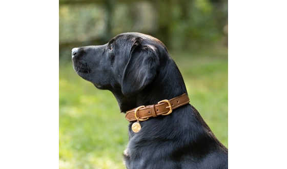 Category Image for BENJI & FLO