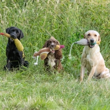 Benji & Flo Country Dog..