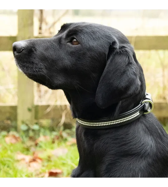 Benji & Flo Dazzling Diamante Dog Collar