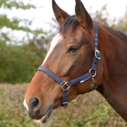 Hy Equestrian Glitzy Headcollar Navy