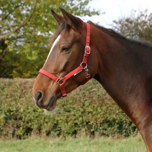Hy Equestrian Glitzy Headcollar Red