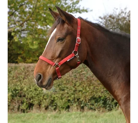 Hy Equestrian Glitzy Headcollar Red