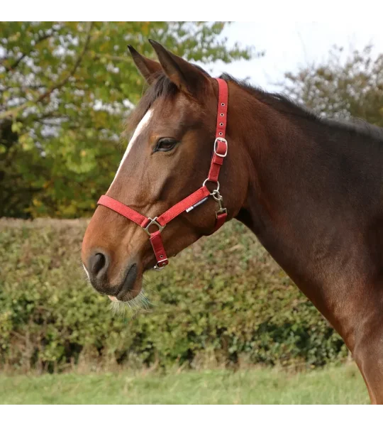 Hy Equestrian Glitzy Headcollar Red