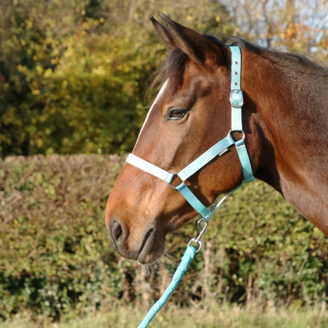 Additional Image for Hy Equestrian Ombre Head Collar & Lead Rope - Teal