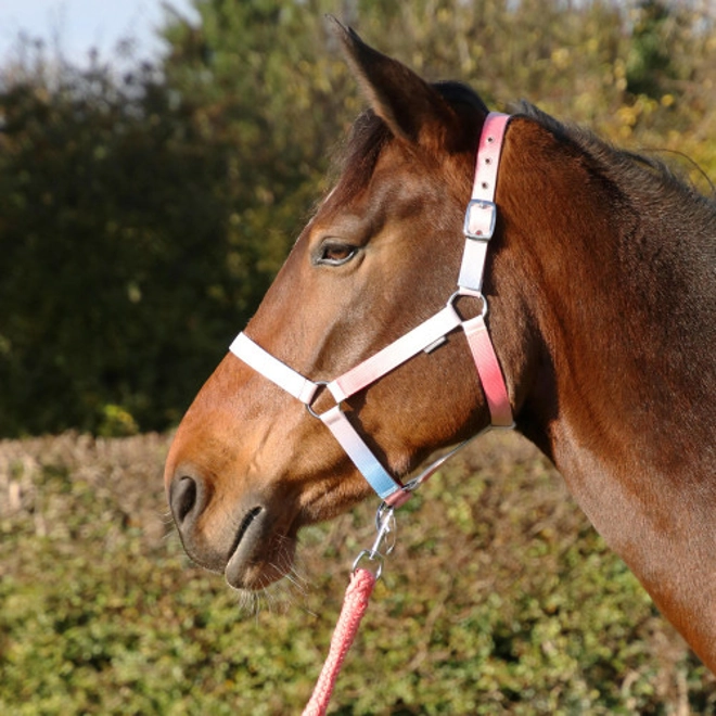 Additional Image for Hy Equestrian Ombre Head Collar & Lead Rope - Coral/Blue