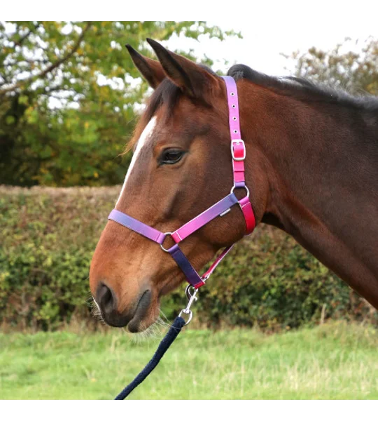 Hy Equestrian Ombre Head Collar & Lead Rope - Pink/Purple/Navy