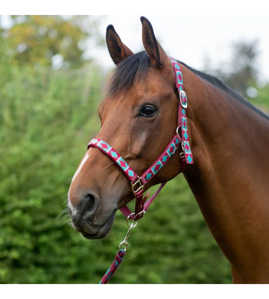 Hy Equestrian Woven Polo Head Collar and Lead Rope Aqua/Fig