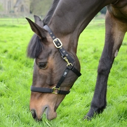 Hy Equestrian Fieldsafe Head Collar Black