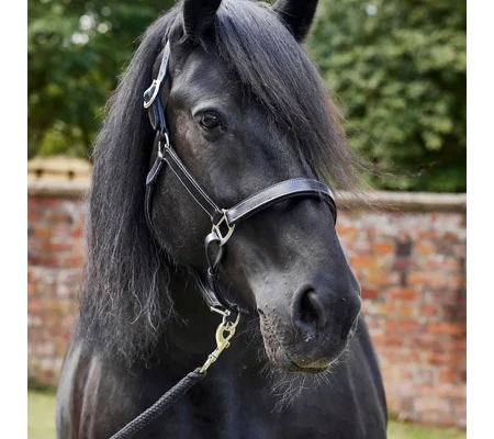 Firefoot Padded Leather Headcollar Black