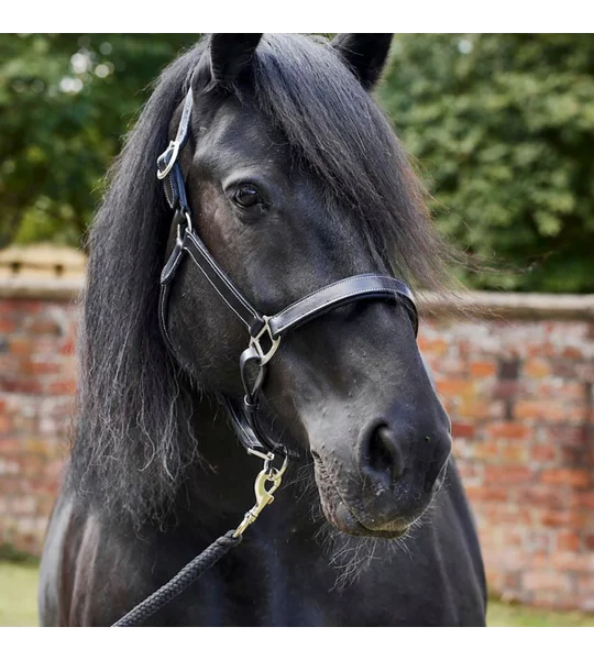 Firefoot Padded Leather Headcollar Black