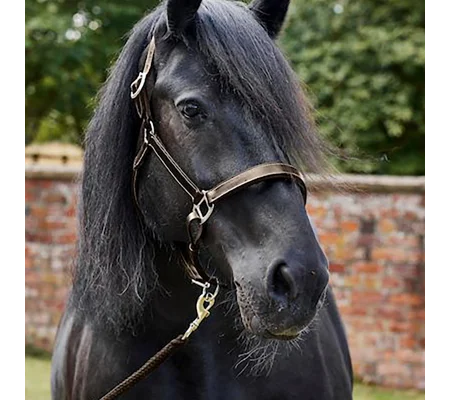 Firefoot Padded Leather Headcollar Brown