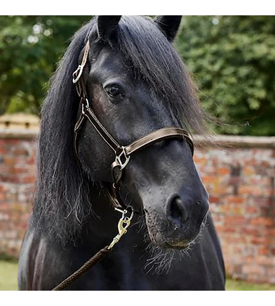 Firefoot Padded Leather Headcollar Brown