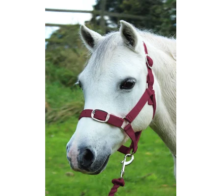 Gallop Headcollar & Lead Rope Set Burgundy