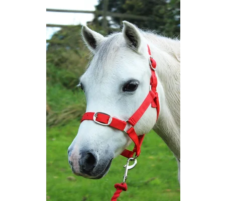 Gallop Headcollar & Lead Rope Set Red